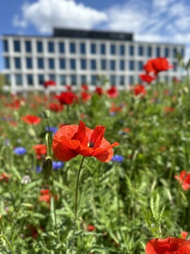 Mohnblumen vor dem Forschungsbau